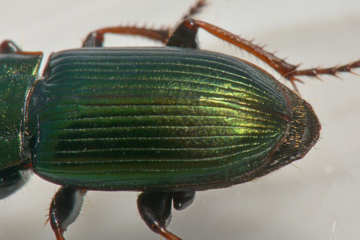 Carabidae: Harpalus honestus? No, Harpalus distinguendus